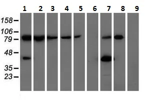 Western blot - Anti-ALDH1L1 antibody [2A6] - Astrocyte Marker (AB231018)