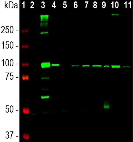 Western blot - Anti-ALDH1L1 antibody [2E7] - Astrocyte Marker (AB277623), expandable thumbnail