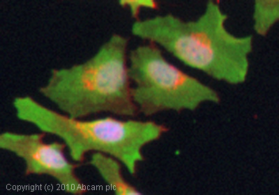 Immunocytochemistry/ Immunofluorescence - Anti-ALDH1L1 antibody [3E9] (AB56777), expandable thumbnail