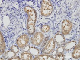 Immunohistochemistry (Formalin/PFA-fixed paraffin-embedded sections) - Anti-ALDH1L1 antibody [3E9] (AB56777), expandable thumbnail