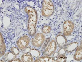 Immunohistochemistry (Formalin/PFA-fixed paraffin-embedded sections) - Anti-ALDH1L1 antibody [3E9] - Astrocyte Marker (AB56777)