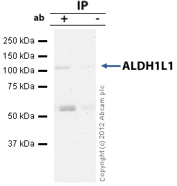 Immunoprecipitation - Anti-ALDH1L1 antibody [3E9] - Astrocyte Marker (AB56777), expandable thumbnail