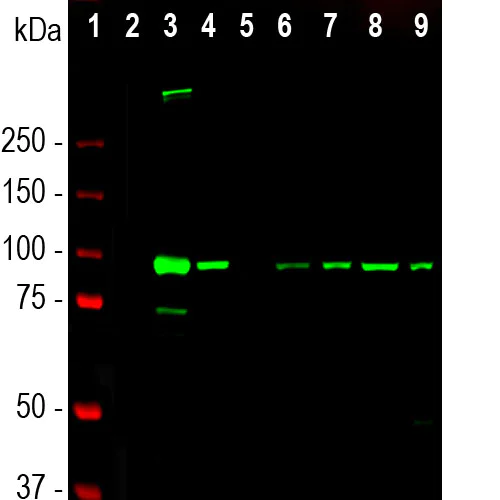 Western blot - Anti-ALDH1L1 antibody [4A12] - Astrocyte Marker (AB315197)