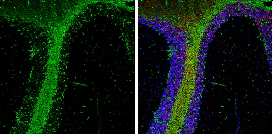 Immunohistochemistry (Frozen sections) - Anti-ALDH1L1 antibody (AB226954), expandable thumbnail