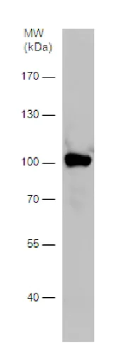 Western blot - Anti-ALDH1L1 antibody - Astrocyte Marker (AB226954)