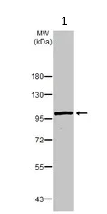 Western blot - Anti-ALDH1L1 antibody - Astrocyte Marker (AB226954)