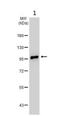 Western blot - Anti-ALDH1L1 antibody - Astrocyte Marker (AB226954)
