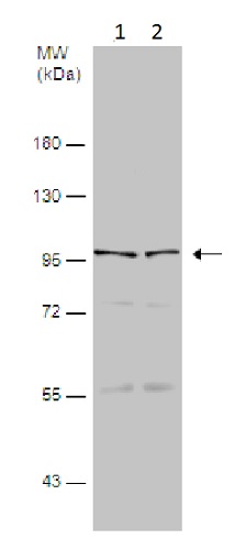Western blot - Anti-ALDH1L1 antibody - Astrocyte Marker (AB226954), expandable thumbnail
