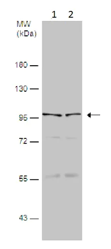 Western blot - Anti-ALDH1L1 antibody - Astrocyte Marker (AB226954)