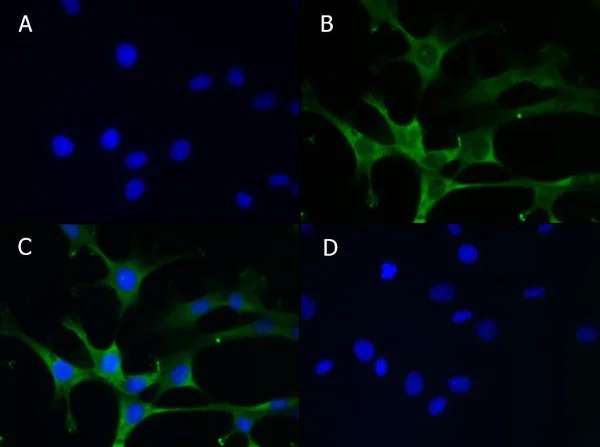Immunocytochemistry/ Immunofluorescence - Anti-ALDH1L1 antibody - Astrocyte Marker (AB235197)