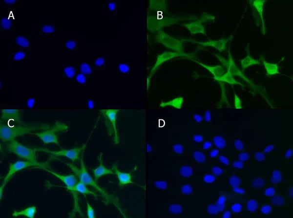 Immunocytochemistry/ Immunofluorescence - Anti-ALDH1L1 antibody - Astrocyte Marker (AB235197)