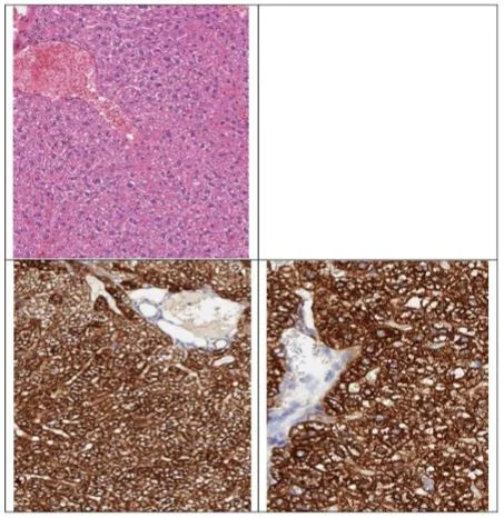 Immunohistochemistry (Formalin/PFA-fixed paraffin-embedded sections) - Anti-ALDH1L1 antibody - Astrocyte Marker (AB235197)