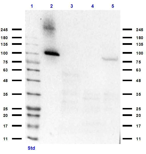 Western blot - Anti-ALDH1L1 antibody - Astrocyte Marker (AB235197)