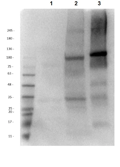 Western blot - Anti-ALDH1L1 antibody - Astrocyte Marker (AB235197)