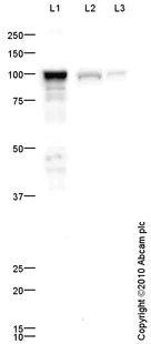 Western blot - Anti-ALDH1L1 antibody - Astrocyte Marker (AB87117)