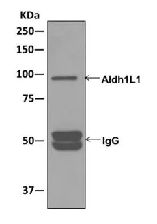 Immunoprecipitation - Anti-ALDH1L1 antibody [EPR12744(B)] - Astrocyte Marker (AB175198)