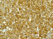 Immunohistochemistry (Formalin/PFA-fixed paraffin-embedded sections) - Anti-ALDH1L1 antibody [EPR12744(B)] - BSA and Azide free (AB249853)
