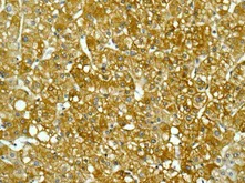 Immunohistochemistry (Formalin/PFA-fixed paraffin-embedded sections) - Anti-ALDH1L1 antibody [EPR12744(B)] - BSA and Azide free (AB249853)