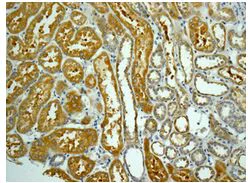 Immunohistochemistry (Formalin/PFA-fixed paraffin-embedded sections) - Anti-ALDH1L1 antibody [EPR12744(B)] - BSA and Azide free (AB249853)