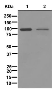 Western blot - Anti-ALDH1L1 antibody [EPR12744(B)] - BSA and Azide free (AB249853)