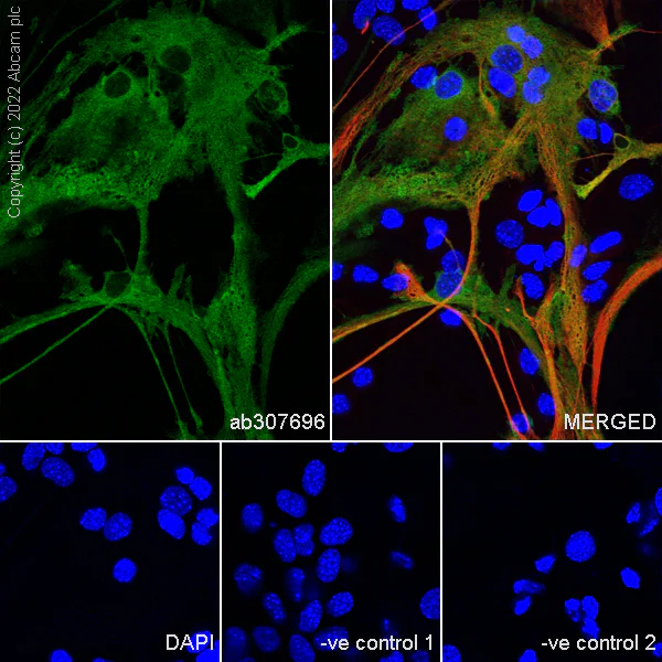 Immunocytochemistry/ Immunofluorescence - Anti-ALDH1L1 antibody [EPR25443-103] - Astrocyte Marker (AB307696)