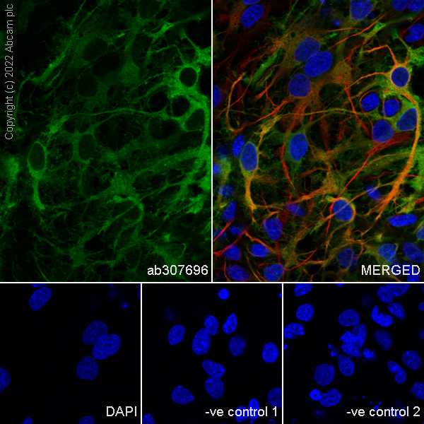 Immunocytochemistry/ Immunofluorescence - Anti-ALDH1L1 antibody [EPR25443-103] - Astrocyte Marker (ab307696), expandable thumbnail