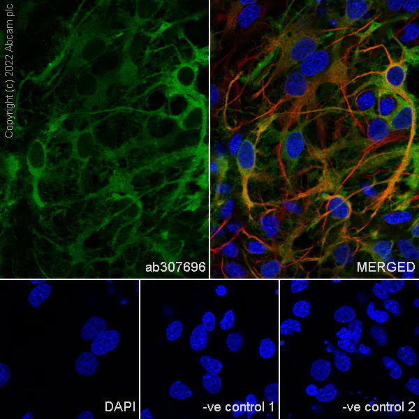 Immunocytochemistry/ Immunofluorescence - Anti-ALDH1L1 antibody [EPR25443-103] - Astrocyte Marker (AB307696)