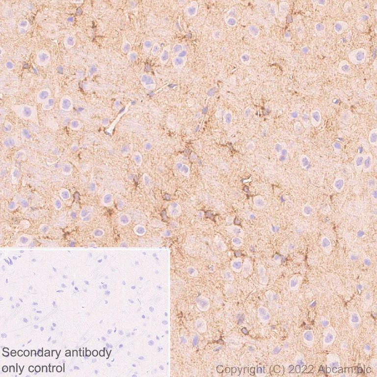 Immunohistochemistry (Formalin/PFA-fixed paraffin-embedded sections) - Anti-ALDH1L1 antibody [EPR25443-103] - Astrocyte Marker (AB307696)
