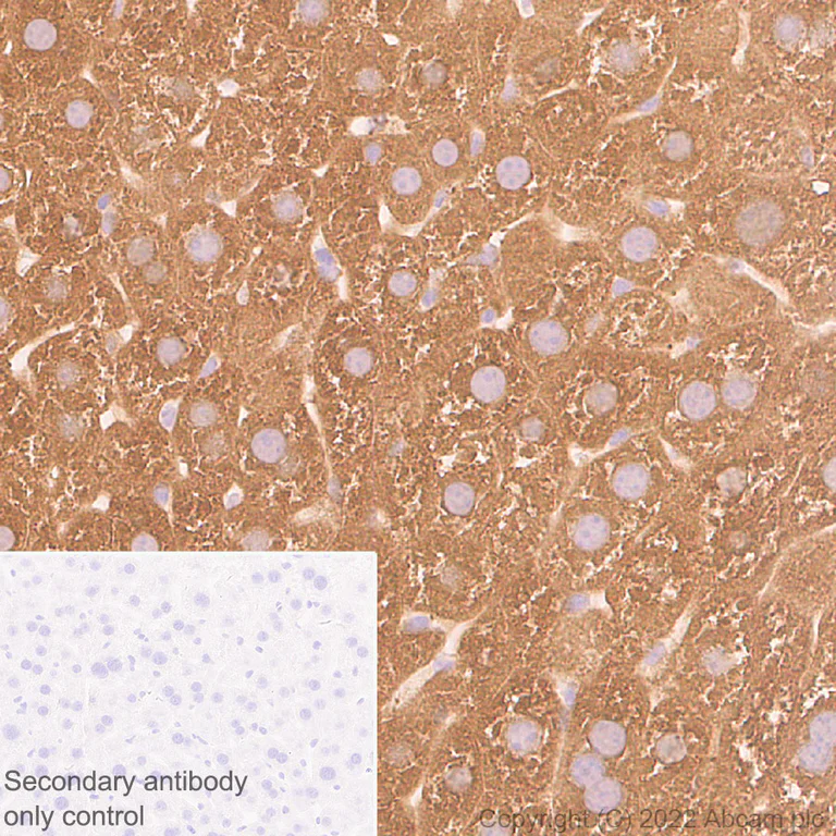 Immunohistochemistry (Formalin/PFA-fixed paraffin-embedded sections) - Anti-ALDH1L1 antibody [EPR25443-103] - Astrocyte Marker (AB307696)