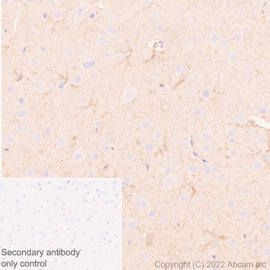 Immunohistochemistry (Formalin/PFA-fixed paraffin-embedded sections) - Anti-ALDH1L1 antibody [EPR25443-103] - Astrocyte Marker (AB307696), expandable thumbnail
