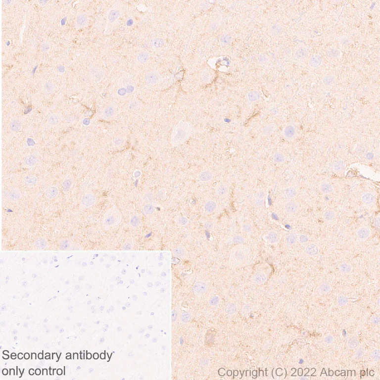 Immunohistochemistry (Formalin/PFA-fixed paraffin-embedded sections) - Anti-ALDH1L1 antibody [EPR25443-103] - Astrocyte Marker (AB307696)