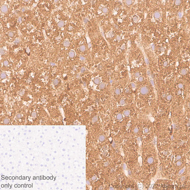 Immunohistochemistry (Formalin/PFA-fixed paraffin-embedded sections) - Anti-ALDH1L1 antibody [EPR25443-103] - Astrocyte Marker (AB307696)