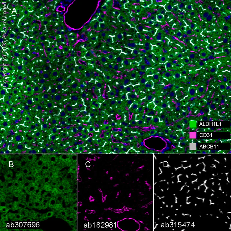 Multiplex immunohistochemistry - Anti-ALDH1L1 antibody [EPR25443-103] - Astrocyte Marker (AB307696)