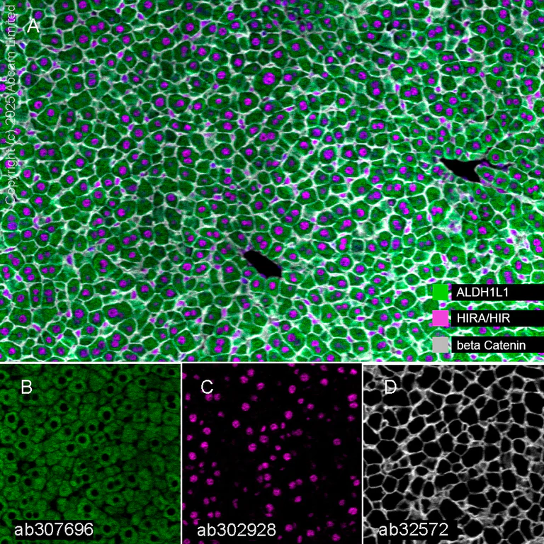 Multiplex immunohistochemistry - Anti-ALDH1L1 antibody [EPR25443-103] - Astrocyte Marker (AB307696)
