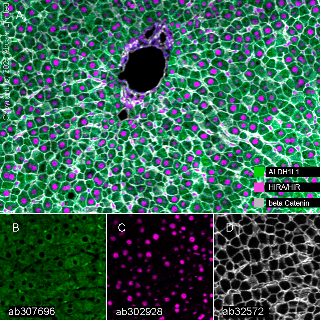 Multiplex immunohistochemistry - Anti-ALDH1L1 antibody [EPR25443-103] - Astrocyte Marker (ab307696), expandable thumbnail