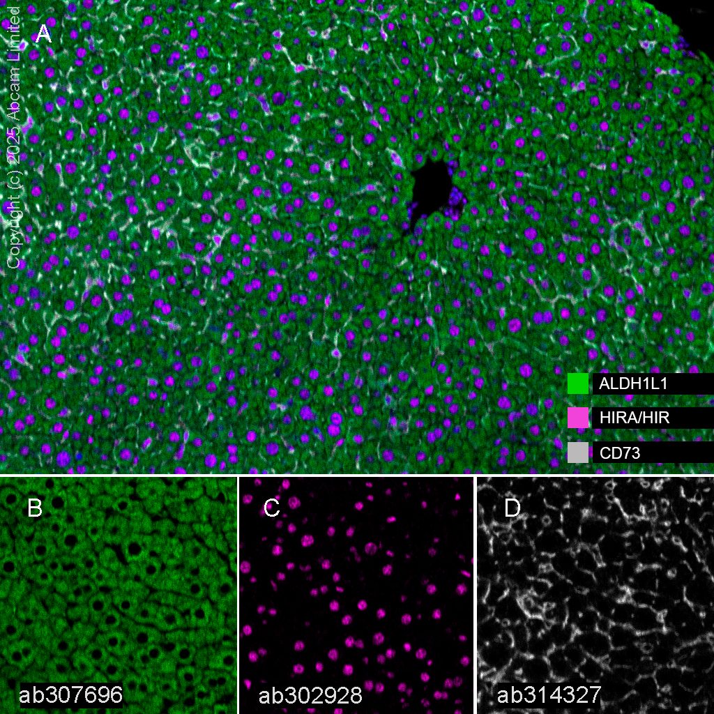 Multiplex immunohistochemistry - Anti-ALDH1L1 antibody [EPR25443-103] - Astrocyte Marker (ab307696), expandable thumbnail