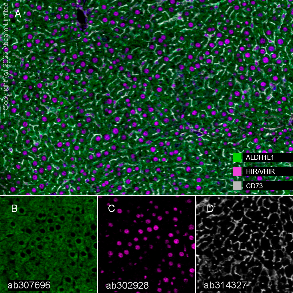 Multiplex immunohistochemistry - Anti-ALDH1L1 antibody [EPR25443-103] - Astrocyte Marker (ab307696), expandable thumbnail