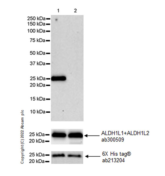 Western blot - Anti-ALDH1L1 antibody [EPR25443-103] - Astrocyte Marker (ab307696), expandable thumbnail
