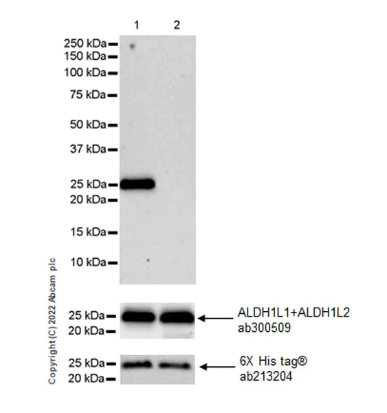 Western blot - Anti-ALDH1L1 antibody [EPR25443-103] - Astrocyte Marker (AB307696)