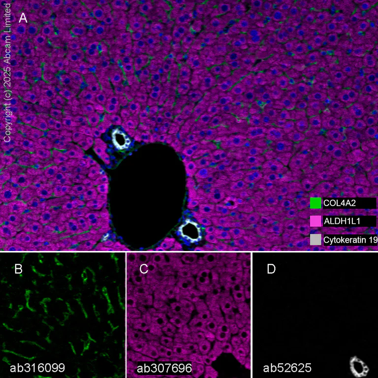 Multiplex immunohistochemistry - Anti-ALDH1L1 antibody [EPR25443-103] - BSA and Azide free (AB307697)