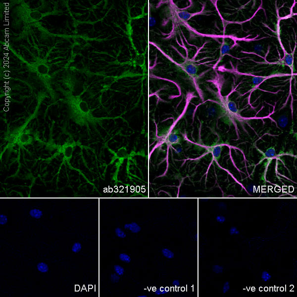 Immunocytochemistry/ Immunofluorescence - Anti-ALDH1L1 antibody [RM1230] (ab321905), expandable thumbnail