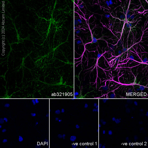 Immunocytochemistry/ Immunofluorescence - Anti-ALDH1L1 antibody [RM1230] (ab321905), expandable thumbnail