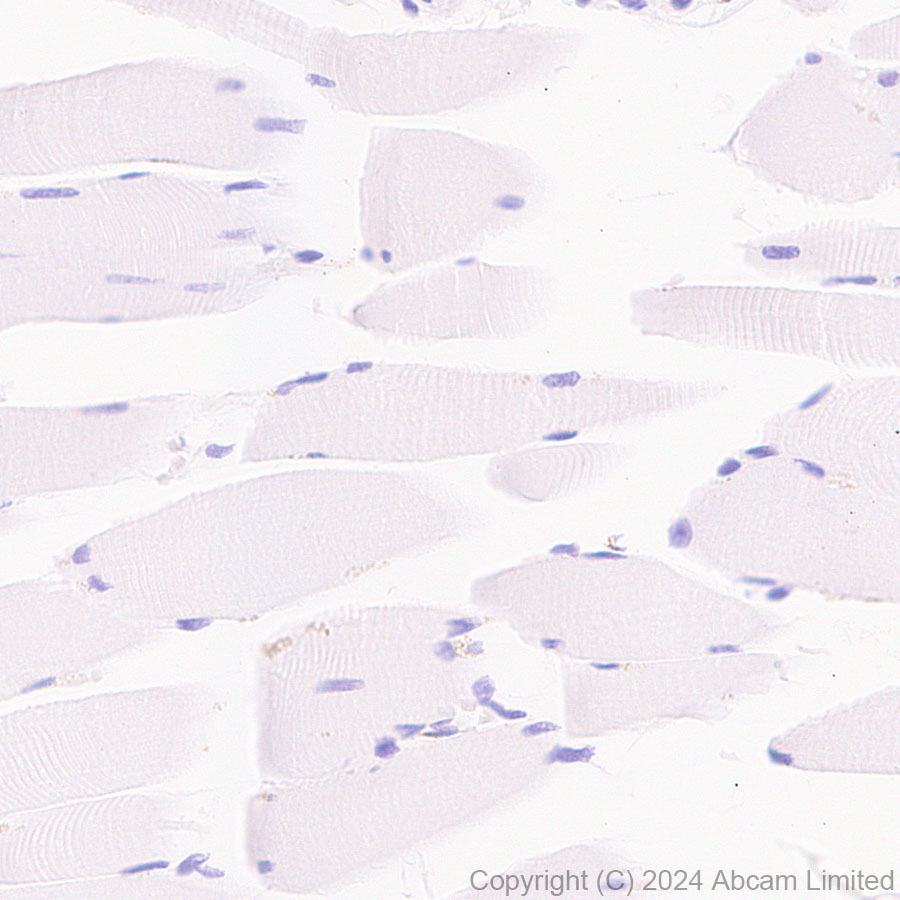 Immunohistochemistry (Formalin/PFA-fixed paraffin-embedded sections) - Anti-ALDH1L1 antibody [RM1230] (ab321905), expandable thumbnail