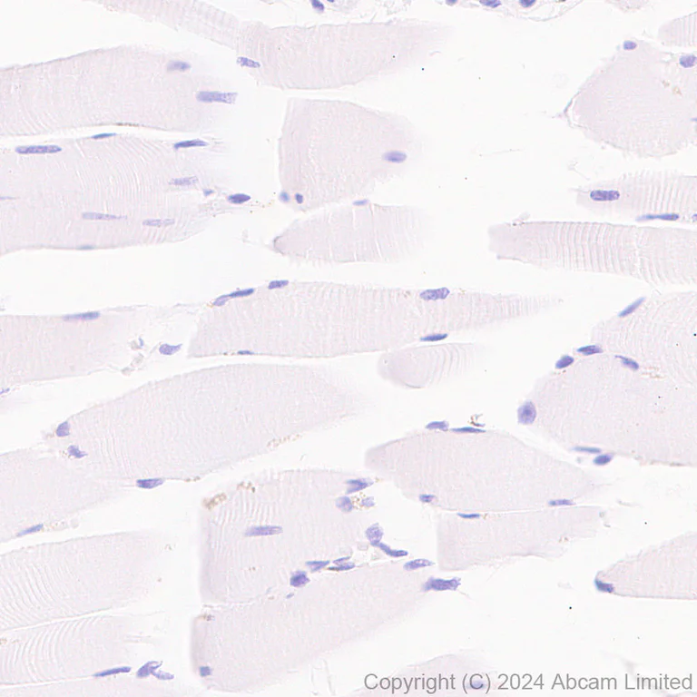 Immunohistochemistry (Formalin/PFA-fixed paraffin-embedded sections) - Anti-ALDH1L1 antibody [RM1230] - Astrocyte Marker (AB321905)
