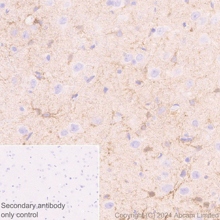 Immunohistochemistry (Formalin/PFA-fixed paraffin-embedded sections) - Anti-ALDH1L1 antibody [RM1230] - Astrocyte Marker (AB321905)