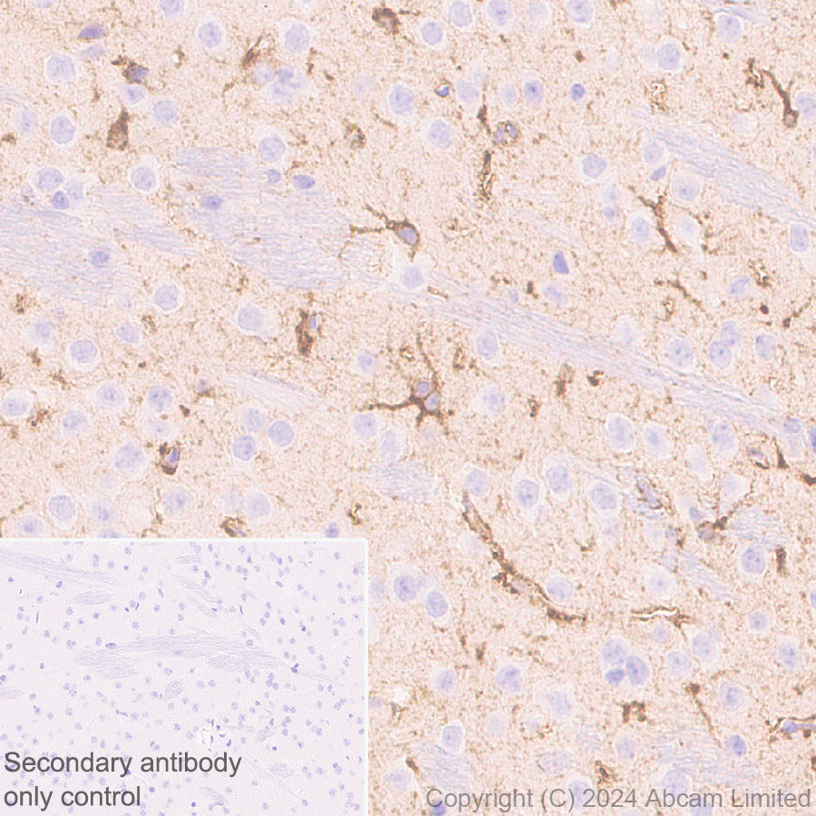 Immunohistochemistry (Formalin/PFA-fixed paraffin-embedded sections) - Anti-ALDH1L1 antibody [RM1230] (ab321905), expandable thumbnail