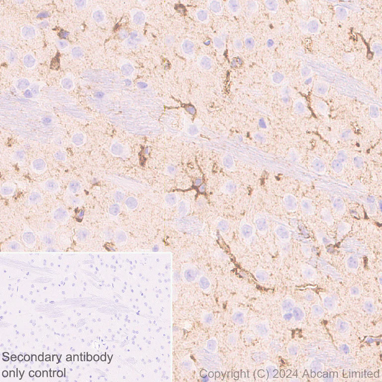 Immunohistochemistry (Formalin/PFA-fixed paraffin-embedded sections) - Anti-ALDH1L1 antibody [RM1230] - Astrocyte Marker (AB321905)
