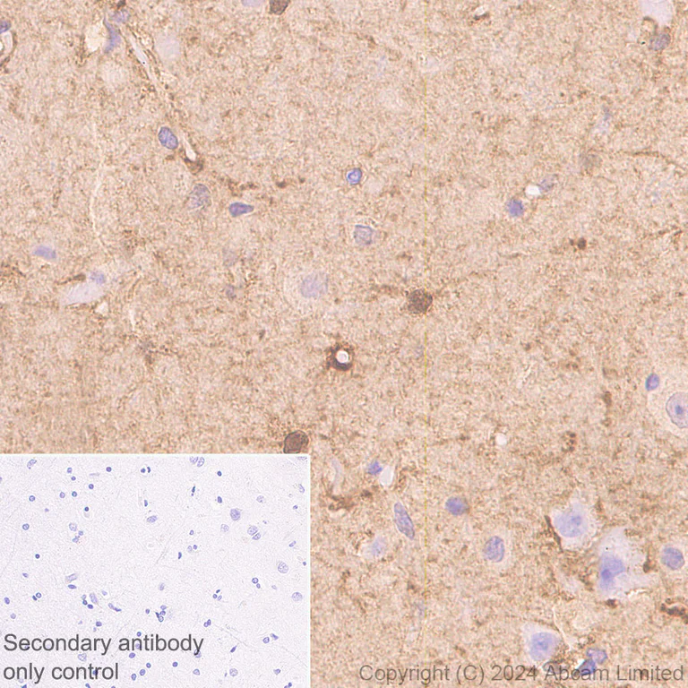 Immunohistochemistry (Formalin/PFA-fixed paraffin-embedded sections) - Anti-ALDH1L1 antibody [RM1230] - Astrocyte Marker (AB321905)