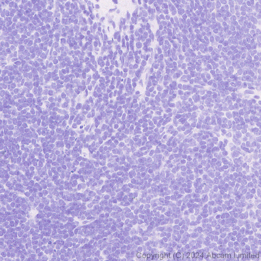 Immunohistochemistry (Formalin/PFA-fixed paraffin-embedded sections) - Anti-ALDH1L1 antibody [RM1230] (ab321905), expandable thumbnail