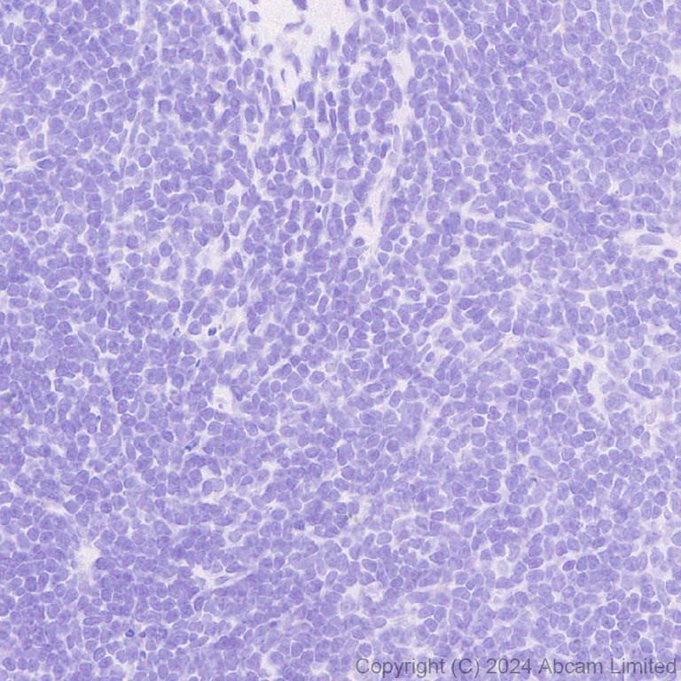 Immunohistochemistry (Formalin/PFA-fixed paraffin-embedded sections) - Anti-ALDH1L1 antibody [RM1230] - Astrocyte Marker (AB321905)